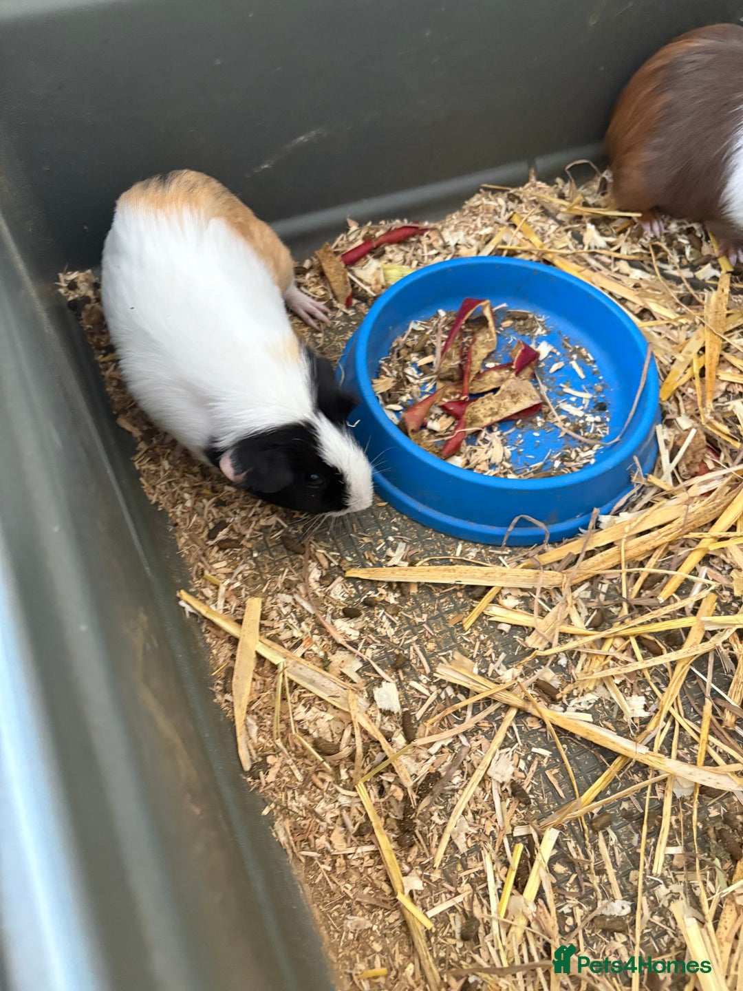 Guinea Pig rodents for sale: Male and female guinea pigs for sale  - Image 6