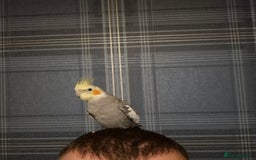 Cockatiels birds for sale: Cockatiel for sale - Advert 2