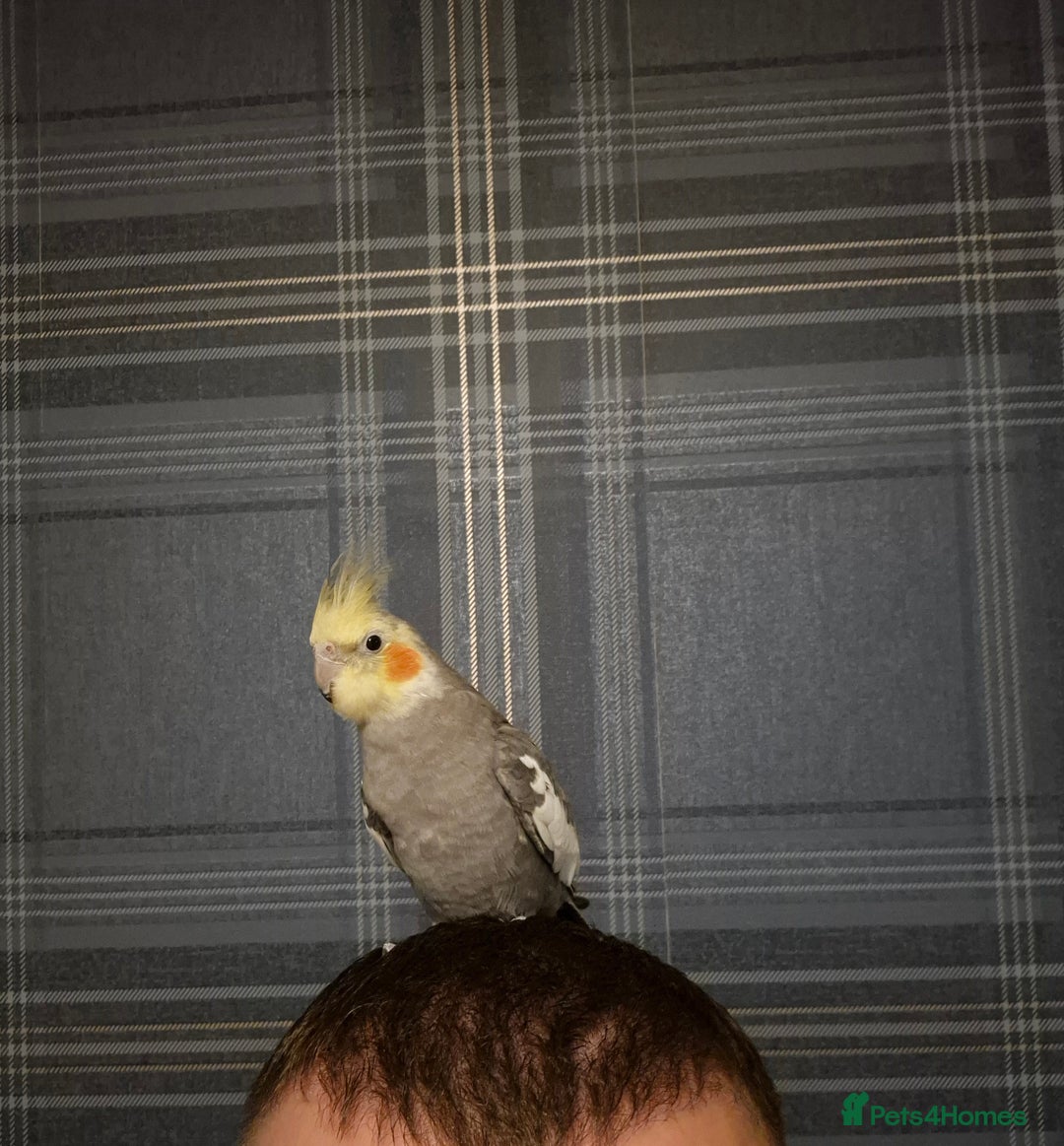 Cockatiels birds for sale: Cockatiel for sale - Advert 2