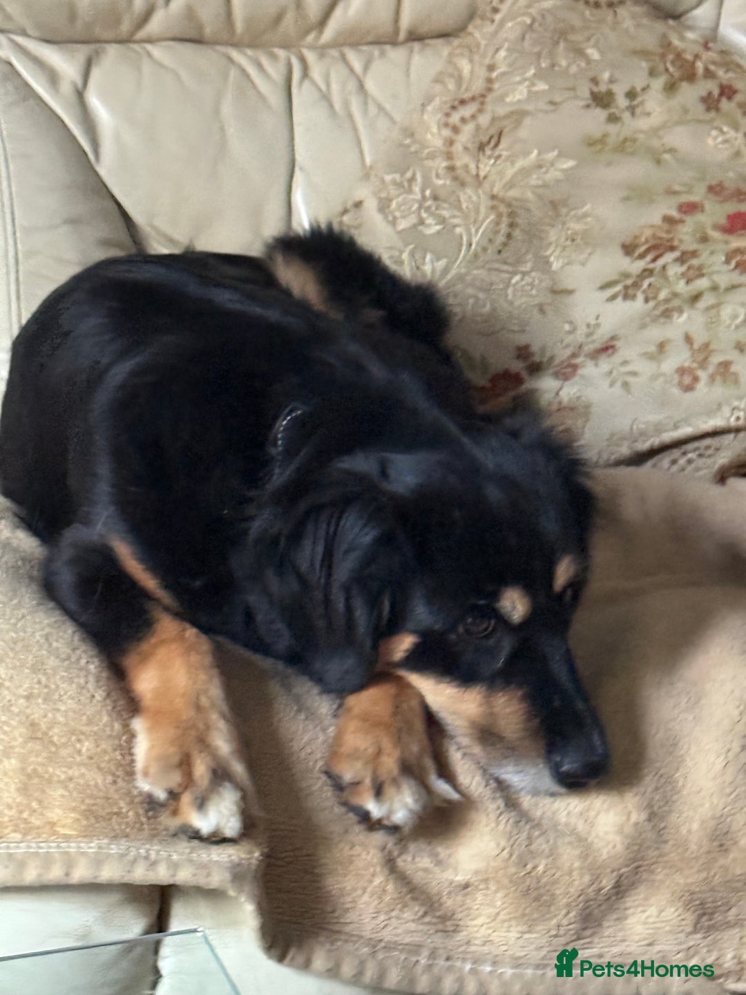 Mixed Breed dogs for adoption: Sweet Bubu Looking For Love  - Image 9