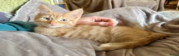 Mixed Breed cats for sale: Gorgeous Ginger Kitten - Advert 9