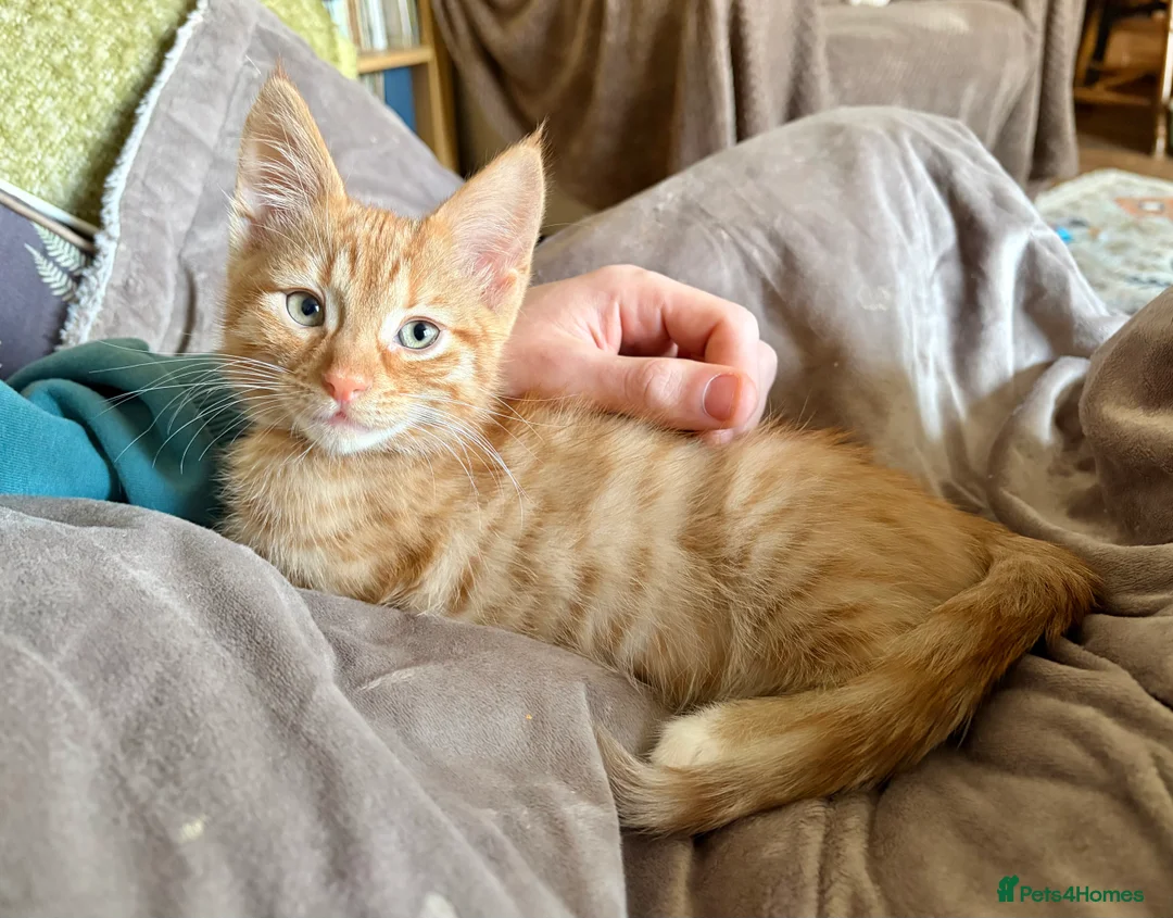 Mixed Breed cats for sale: Gorgeous Ginger Kitten - Advert 9
