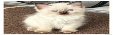 Ragdoll 1 grey collar 