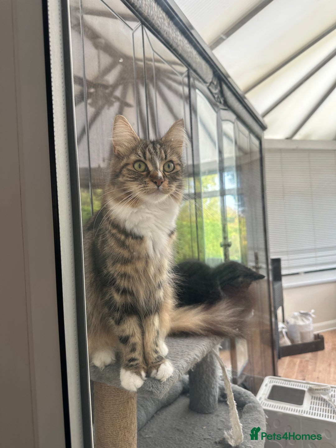 Maine Coon cats for sale: Gorgeous little boy urgent sell moving house  - Image 7
