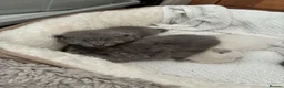 Scottish Fold cats for sale: Scottish fold kittens - Advert 21