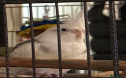 Cockatiels birds for sale: Beautiful Cockatiel for sale - Image 1