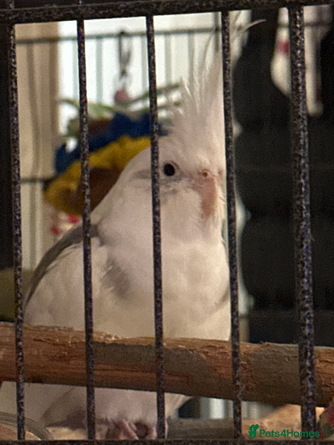 Cockatiels birds for sale: Beautiful Cockatiel for sale - Image 1