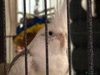 Cockatiels birds for sale - Advert 1