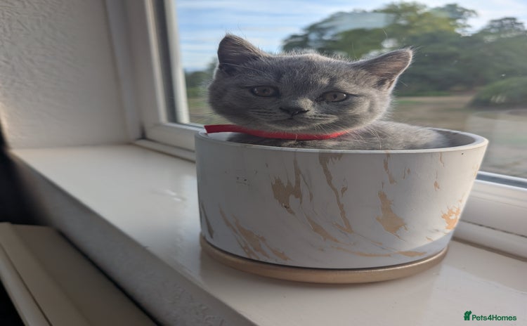 British Shorthair cats - Advert 11