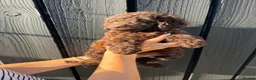 Cockapoo dogs for sale: ✨Ready now ✨ F1B Cockapoo Puppies 4 Left  - Advert 3