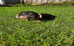 Miniature Dachshund dogs for sale: Dachshund puppy - Image 4