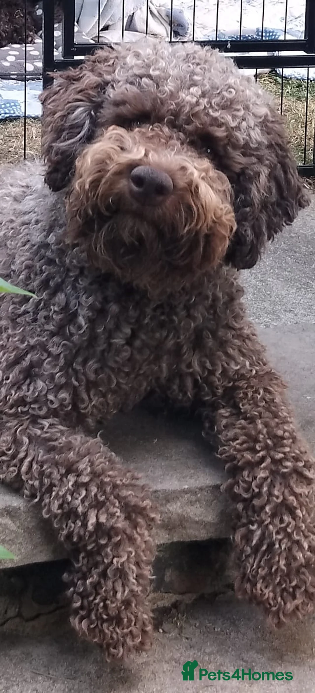 Lagotto Romagnolo dogs for stud: Kc reg proven dna tested lagotto  for stud £700 in Belper - Advert 14