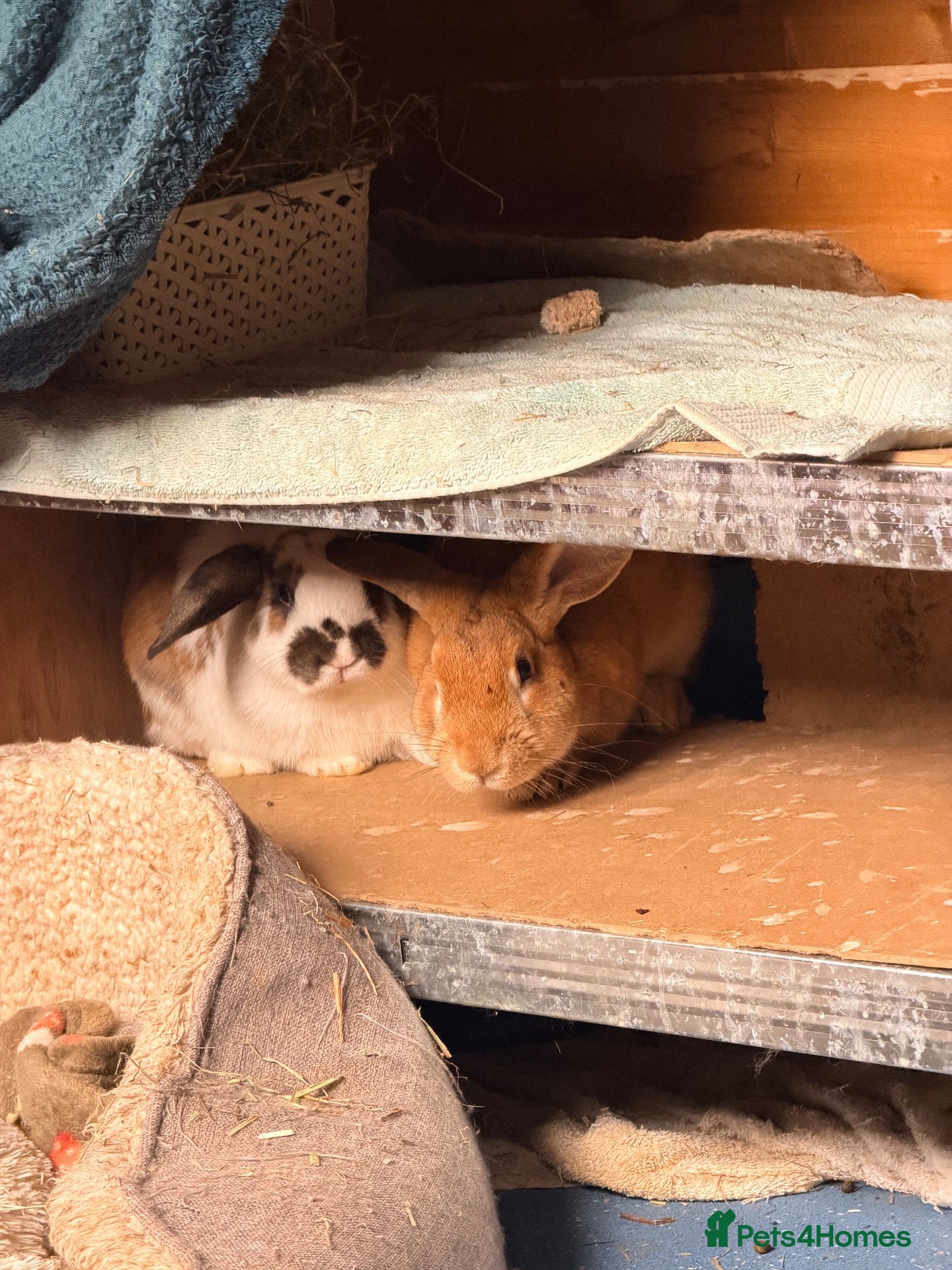 Mixed Breed rabbits 2 male bonded pair rabbits  - Advert 4
