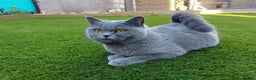 British Shorthair cats for sale: Playful chunky cat  - Advert 2