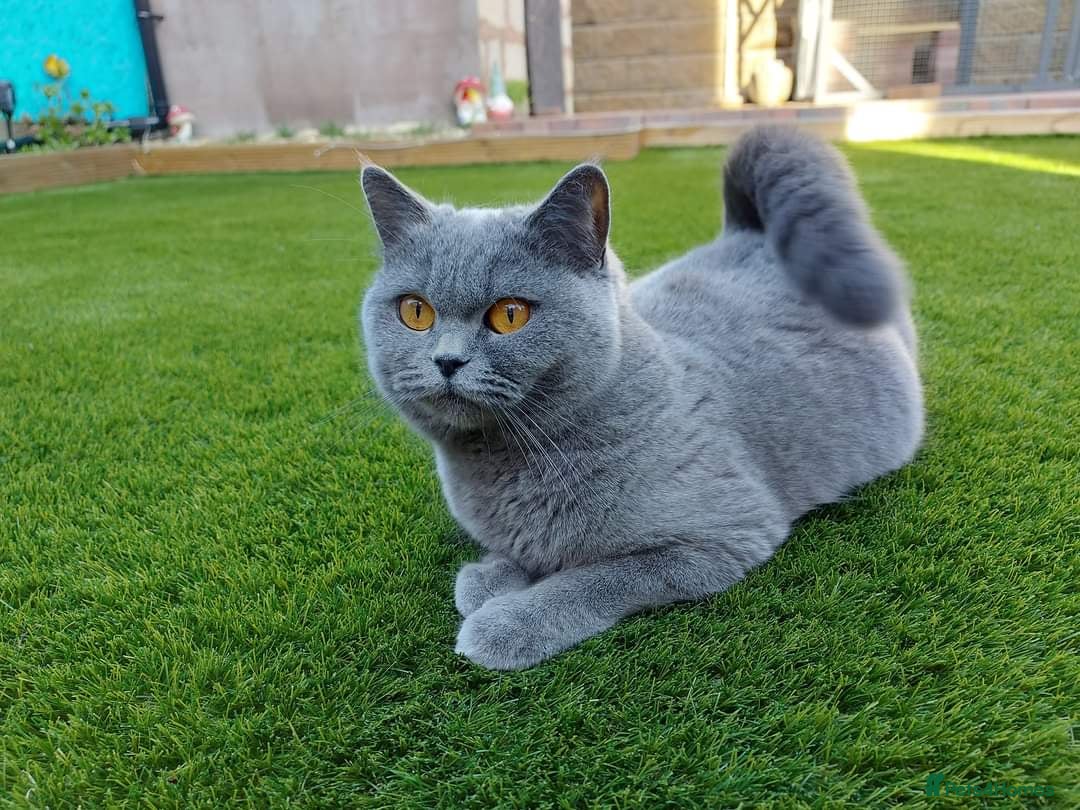 British Shorthair cats for sale: Playful chunky cat  - Advert 2
