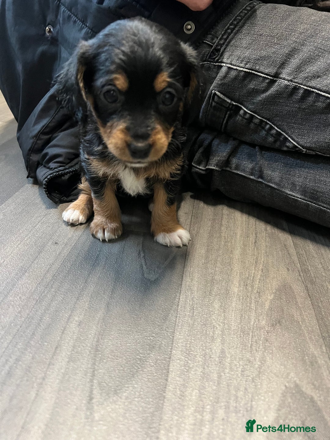 Jackapoo dogs for sale: Adorable Jackapoo puppies for sale !!!! - Image 26