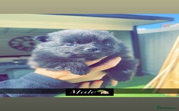 Pomeranian dogs for sale: Pomeranians - Image 8