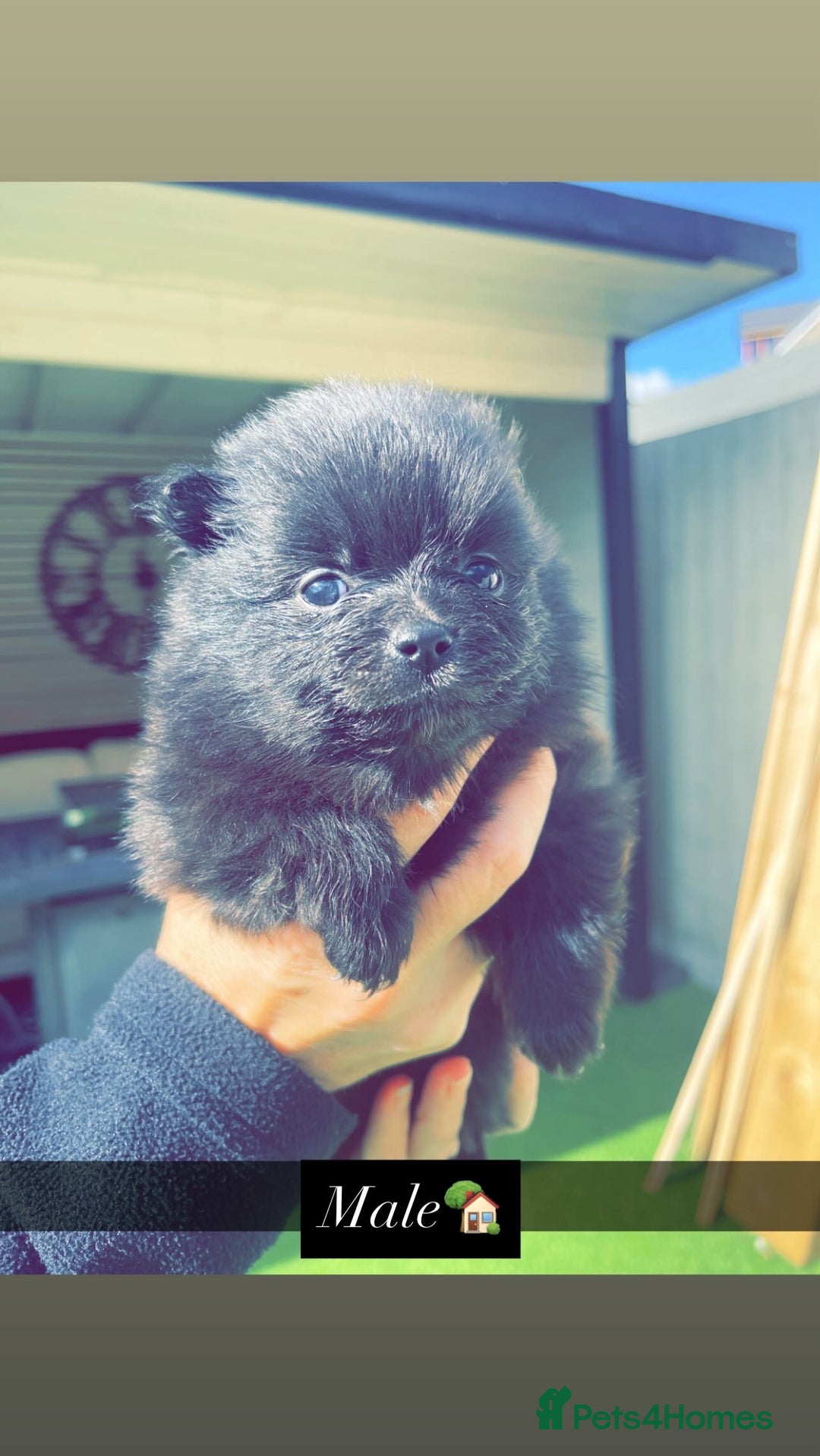 Pomeranian dogs for sale: Pomeranians - Image 8