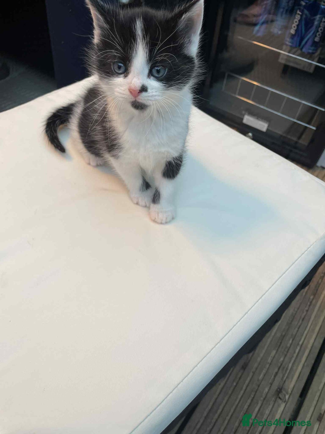 Mixed Breed cats for sale: 2 lovely girls for sale - Advert 7