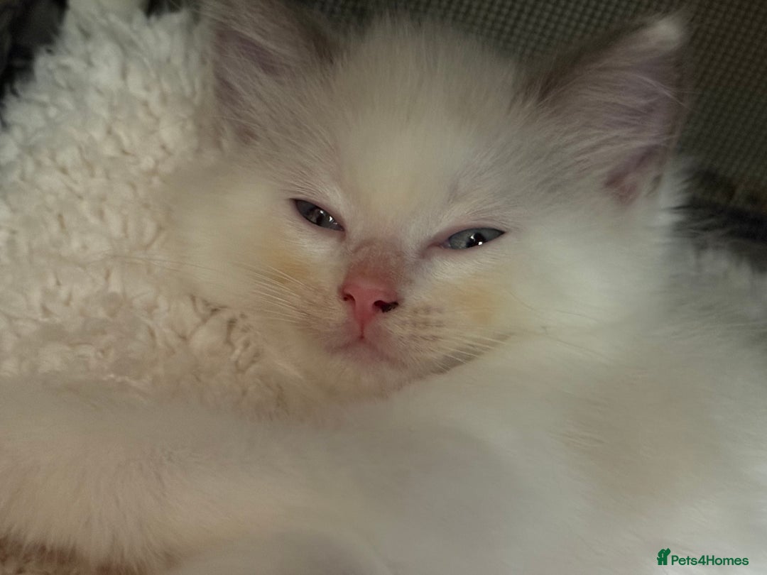 Ragdoll cats for sale: Blue bicolour babies 🐾 - Image 26