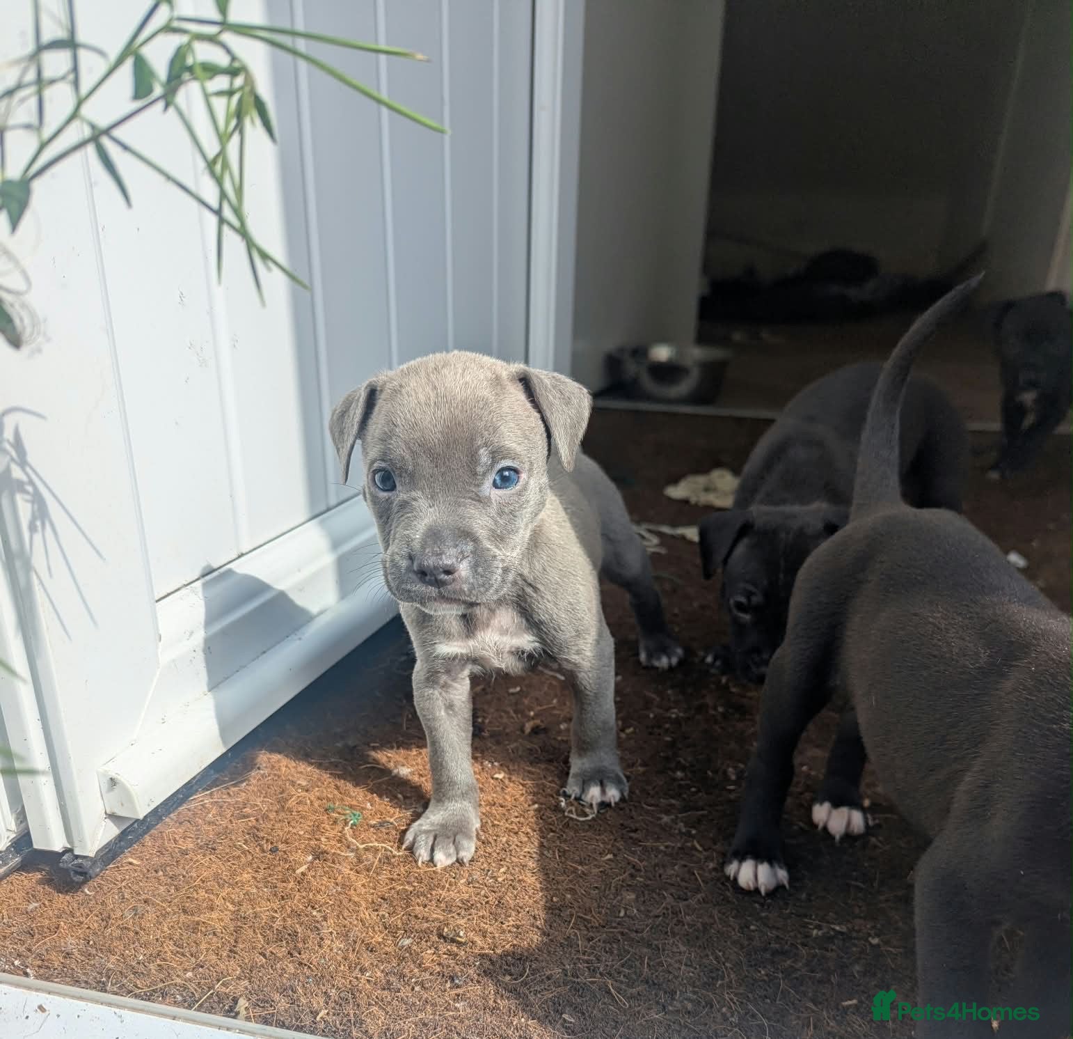 Staffordshire Bull Terrier dogs Stunning original black/blue Staff pups *rare* - Advert 5