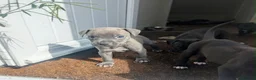 Staffordshire Bull Terrier dogs for sale: Stunning original black/blue Staff pups *rare* - Advert 1