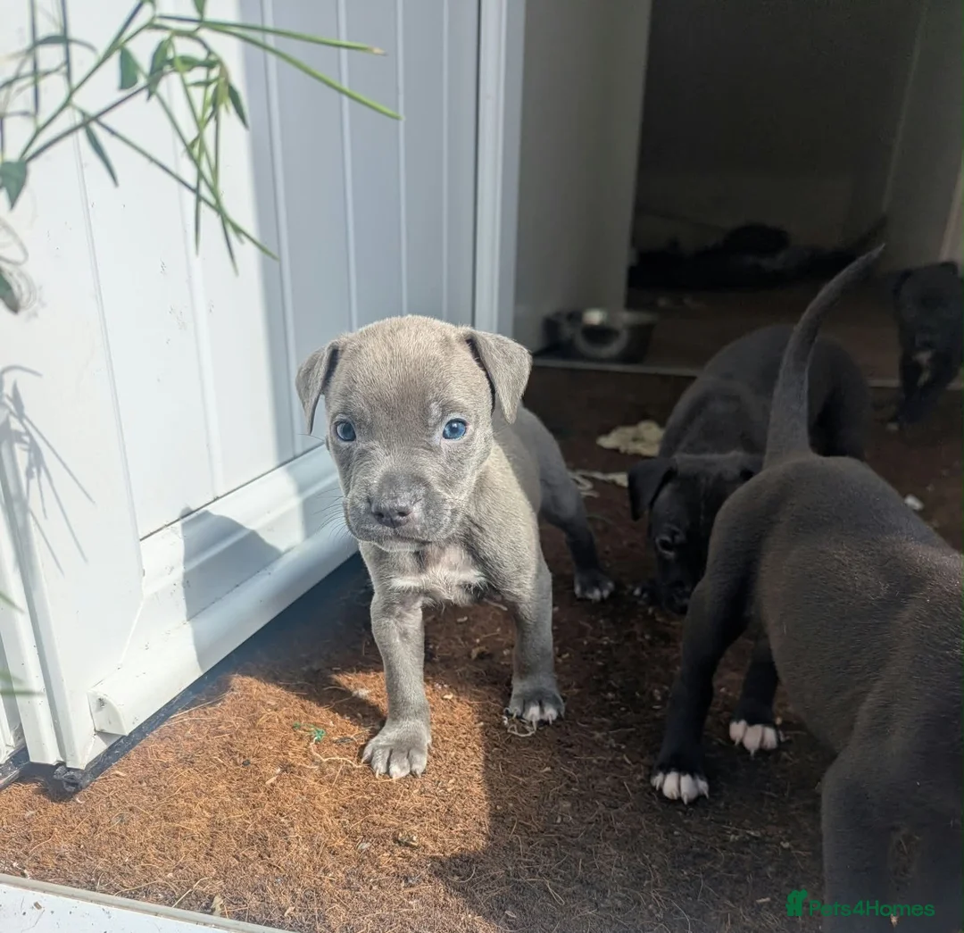 Staffordshire Bull Terrier dogs for sale: Stunning original black/blue Staff pups *rare* - Advert 1