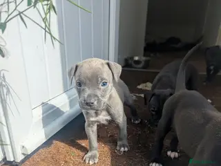 Staffordshire Bull Terrier dogs Stunning original black/blue Staff pups *rare* - Advert 5