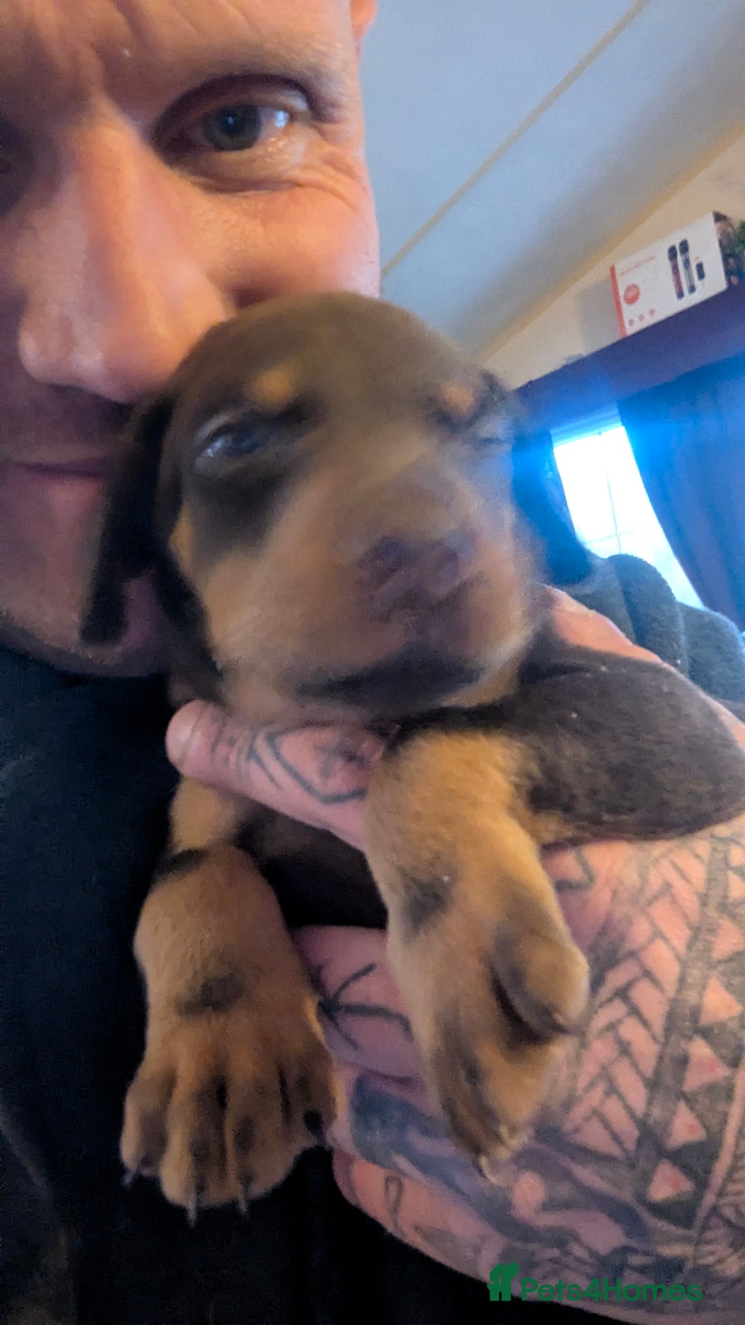 Dobermann dogs for sale: 🐾 Doberman Puppies for Sale – Ready 7th January  - Advert 3