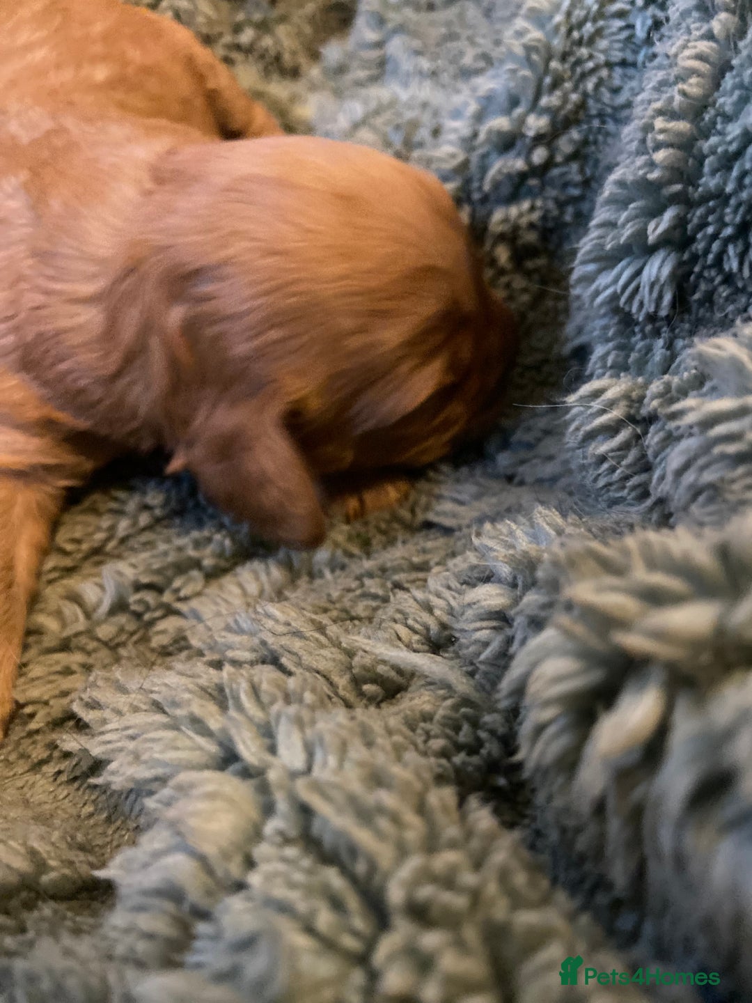 Cavapoo dogs for sale: Last 2 A1 Ruby/red Christmas Cavapoos 07816222523 in Derby - Image 4