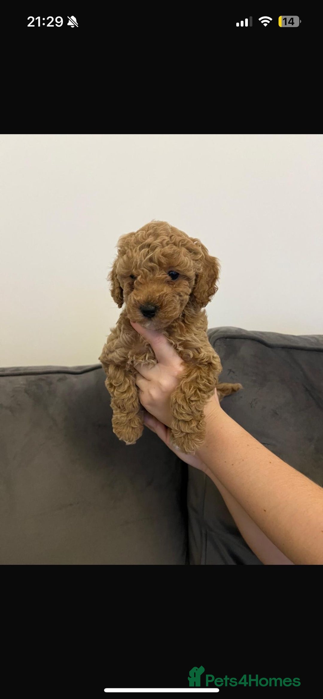 Poochon dogs for sale: STUNNING POOCHON - Image 23