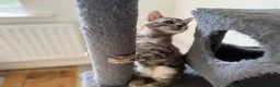 Bengal cats for sale: Rare Silver Grey Bengal TICA Kittens  - Advert 16