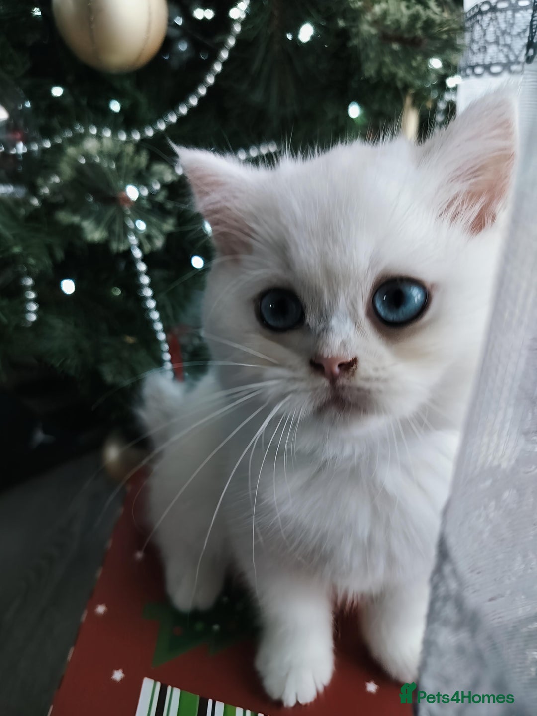 British Shorthair cats for sale: British shorthair kittens  - Advert 3