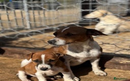 Jack Russell dogs for sale: Jack Russell’s - Image 6