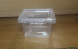Tarantulas invertebrates for sale: 2nd instar Grammosola pulchripes - Image 2