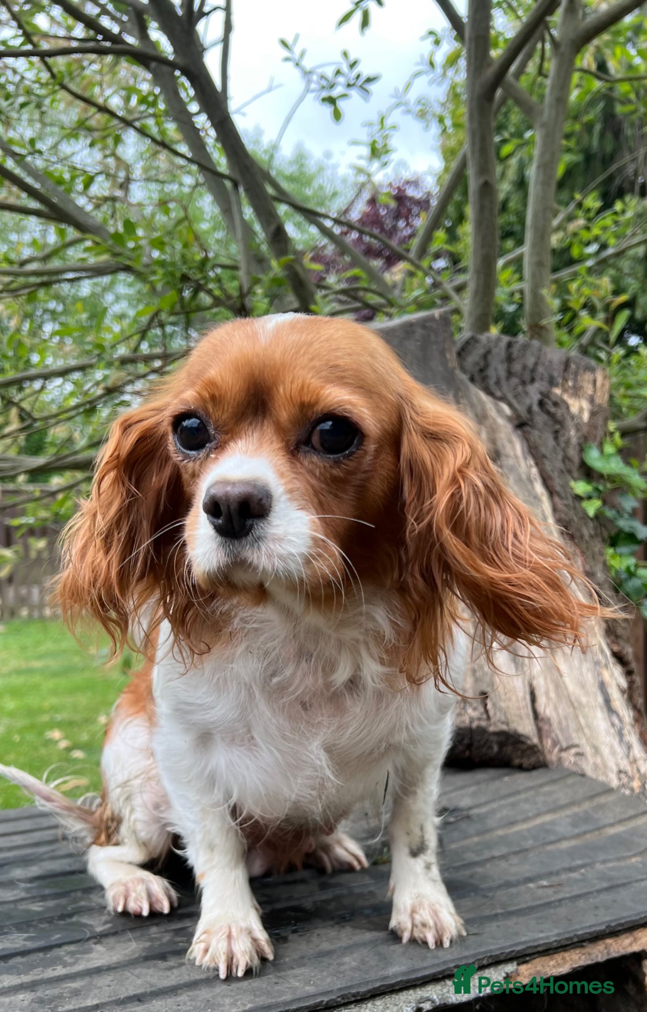Cavalier King Charles Spaniel dogs Poppy ….  - Advert 13