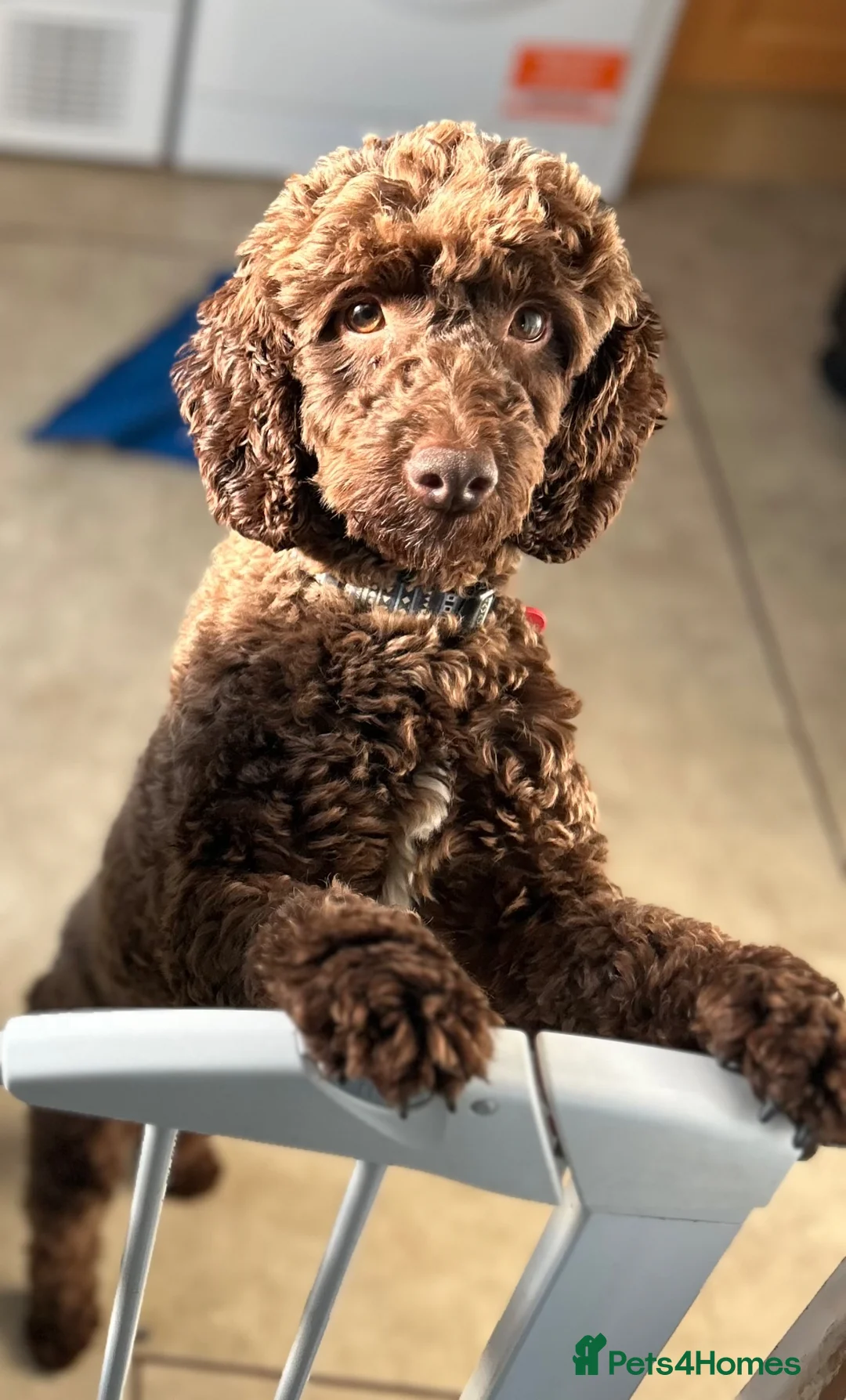 Cockapoo dogs for sale: A pair of nearly four year old cockapoos  - Advert 2