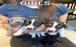 Jack Russell dogs for sale: Pure Jack russell puppies. Ultra-Rare colored.  - Advert 4