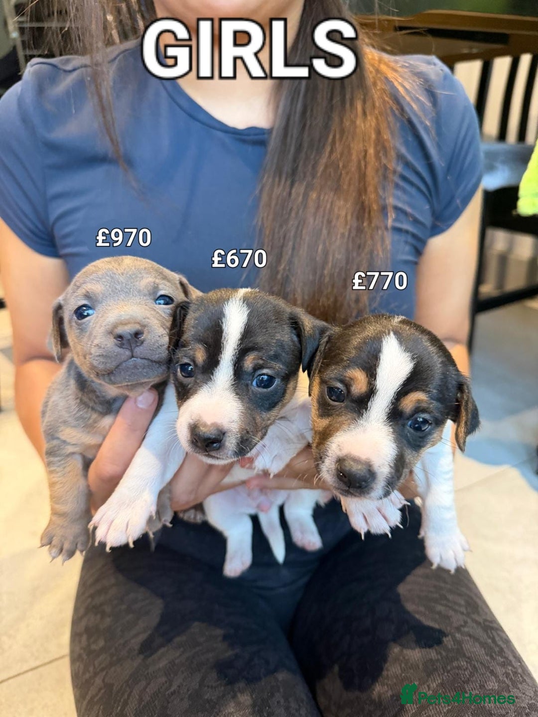 Jack Russell dogs for sale: Pure Jack russell puppies. Ultra-Rare colored.  - Advert 4