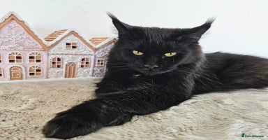 Maine Coon cats Beautiful Maine Coon kittens - Advert 16