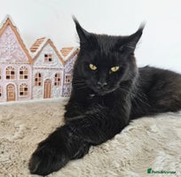 Maine Coon cats Beautiful Maine Coon kittens - Advert 3