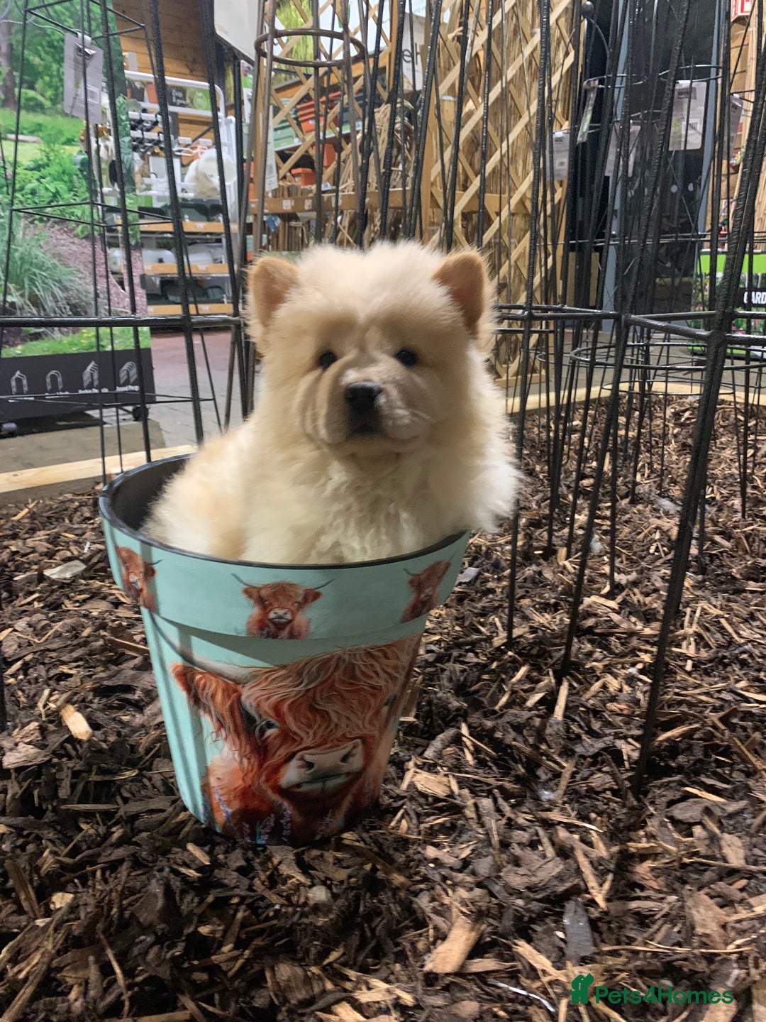 Chow Chow dogs for sale: One last little girl Daisy still available  - Advert 2