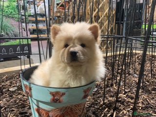 Chow Chow dogs Last 2 babies still searching - Advert 5