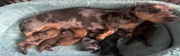 Dachshund dogs for sale: Miniature dachshund - Advert 21