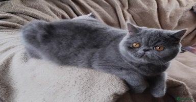 Exotic cats GCCF REGISTERED ACTIVE EXOTIC KITTENS  - Advert 1