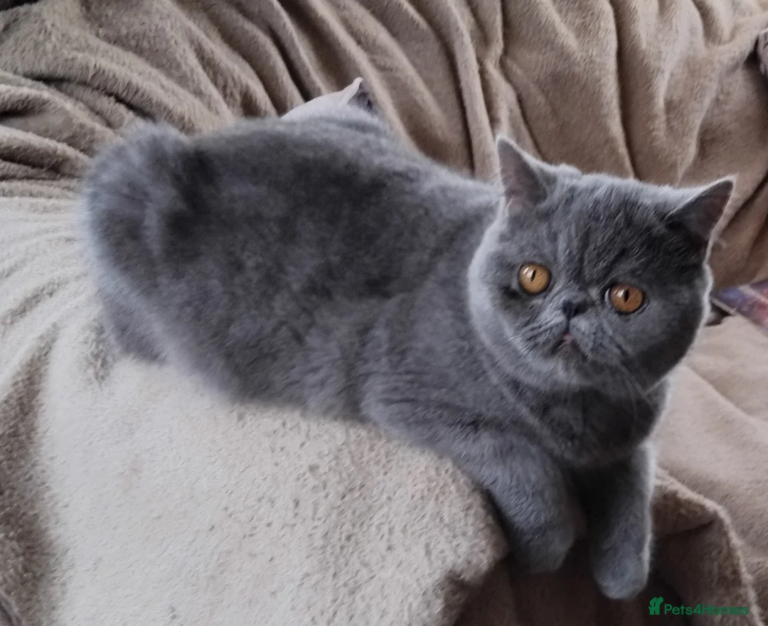 Exotic cats for sale: GCCF REGISTERED ACTIVE EXOTIC KITTENS  - Advert 3