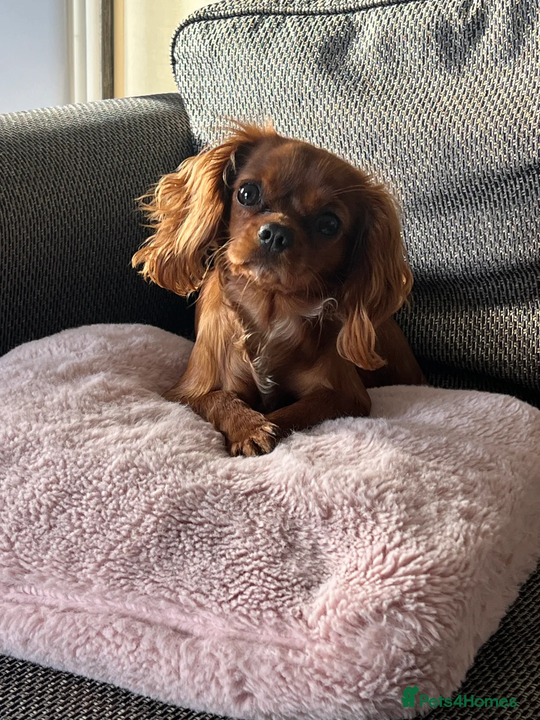 Cavalier King Charles Spaniel dogs for sale: 1-Year-Old Cavalier King Charles Spaniel – Coco in Ashford - Advert 6