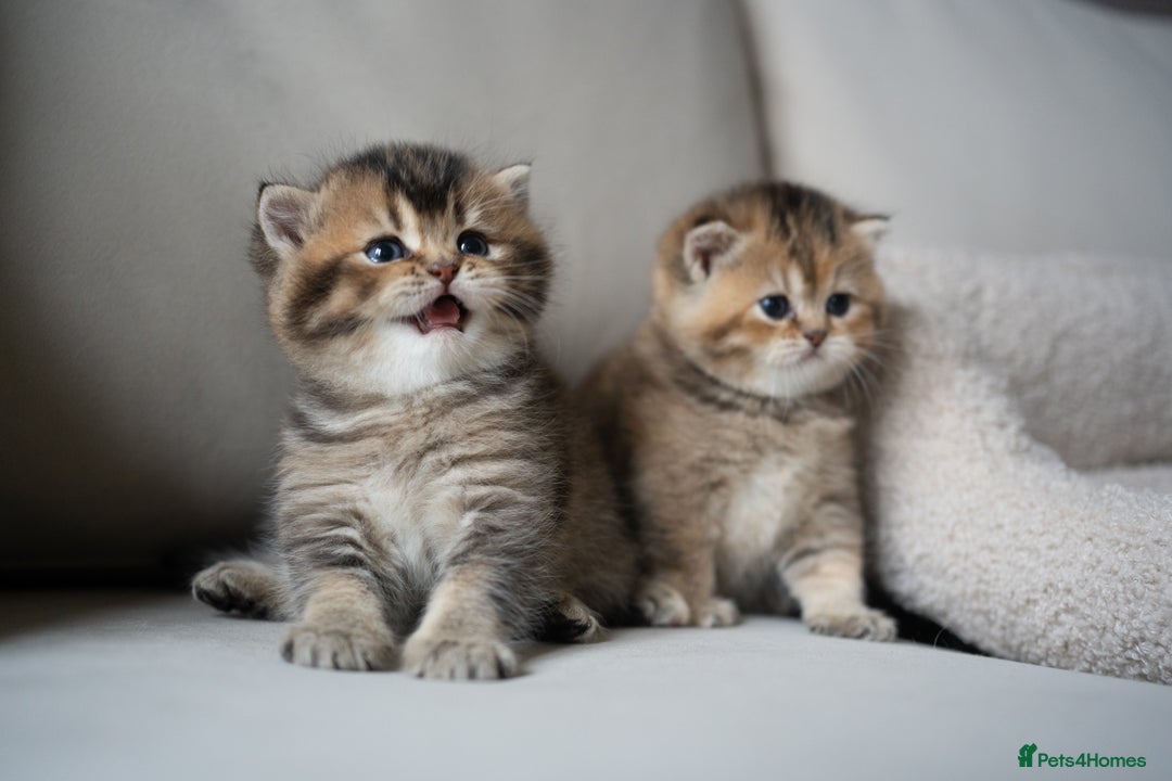 British Shorthair cats for sale: 1 girl available  - Advert 3
