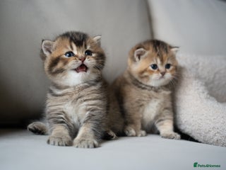 British Shorthair cats ✨Unique British✨2 left ! - Advert 12