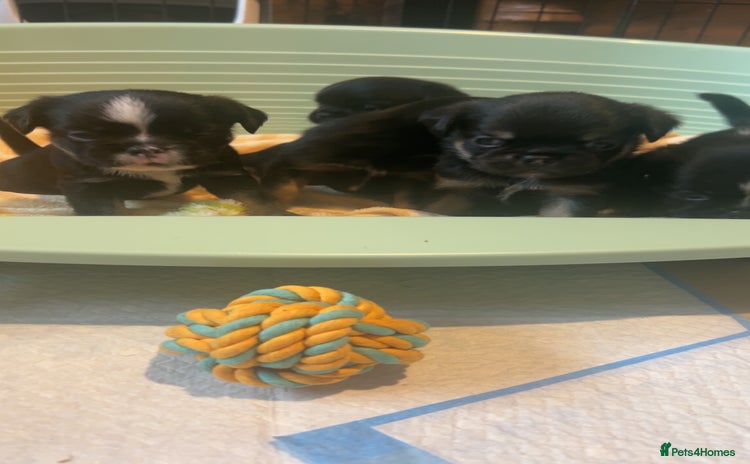 Mixed Breed dogs - Advert 12